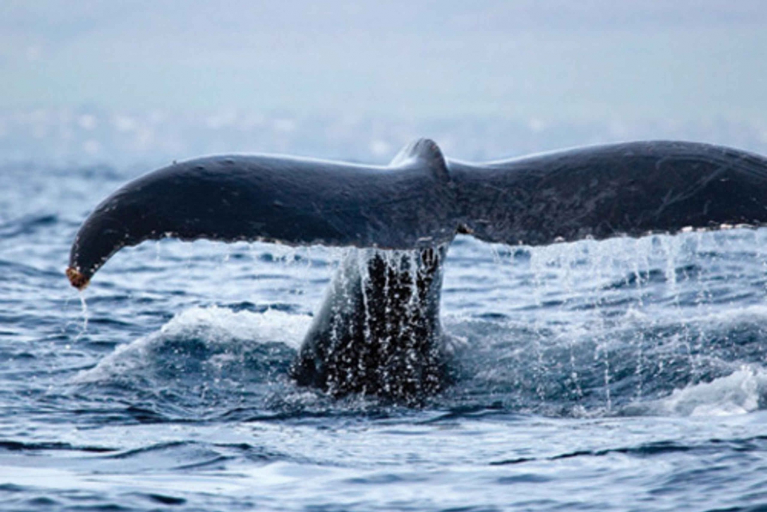 Oahu: West Coast Whale Watching Cruise in Hawaii | My Guide Hawaii