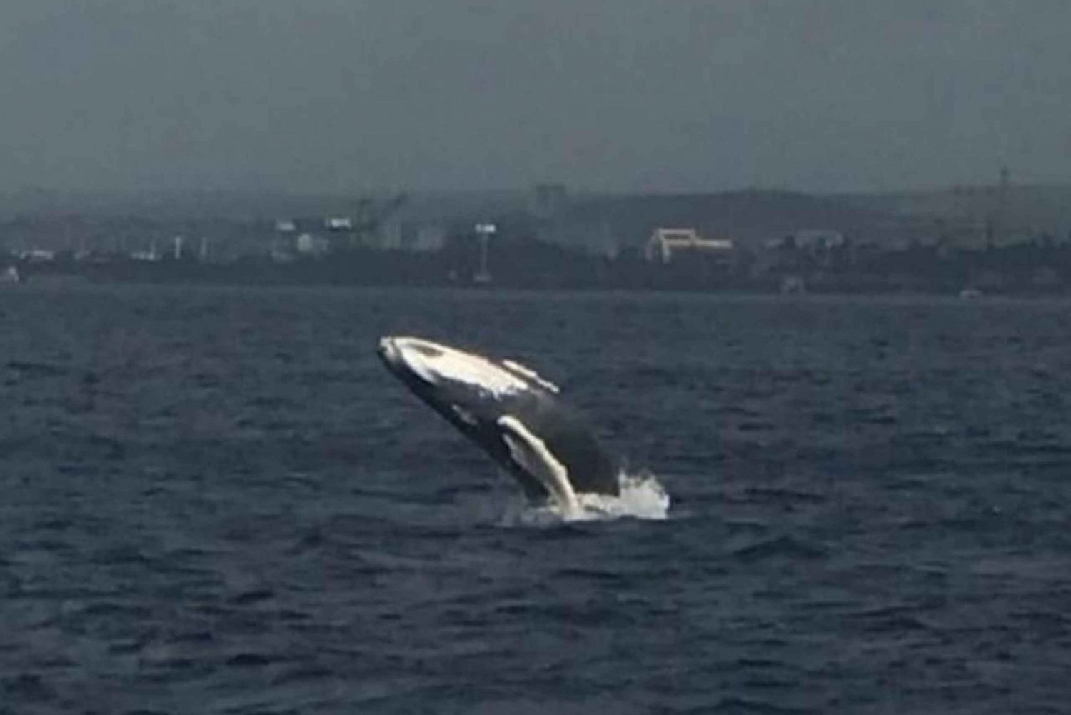 Oahu: Whale Sail Charter