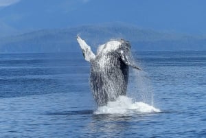 Oahu: Whale Watching Afternoon Sailing Cruise