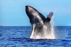 Oahu: Walbeobachtung am Nachmittag auf einem Segeltörn