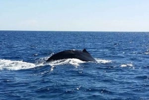 Oahu: Crucero vespertino en velero para avistar ballenas