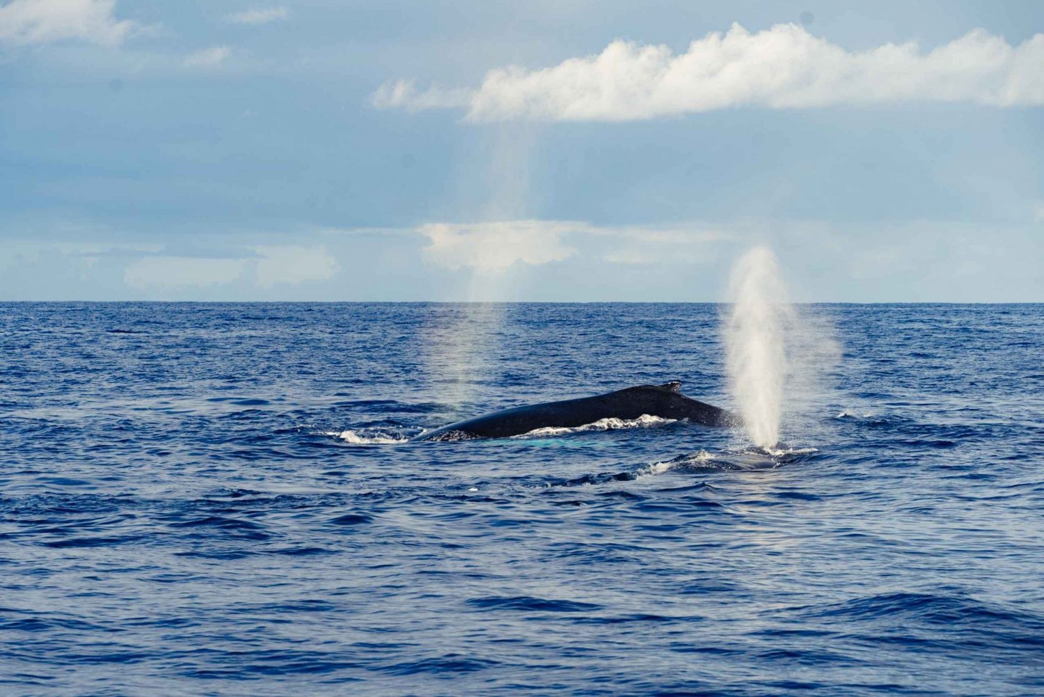 Oahu : Croisière d'observation des baleines au départ de Waikiki