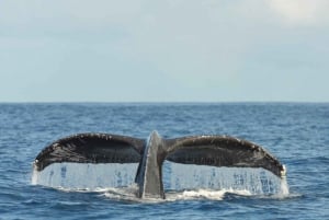 Oahu : Croisière d'observation des baleines au départ de Waikiki