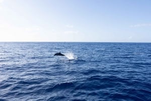 Oahu : Croisière d'observation des baleines au départ de Waikiki