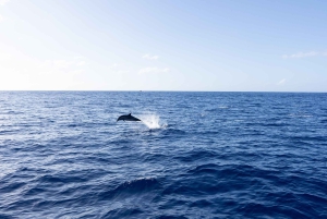 オアフ島ワイキキ発ホエールウォッチング・クルーズ