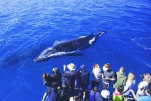 Oahu: Whale Watching Excursion from Ala Wai Harbor