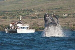 Oahu: Whale Watching Excursion from Ala Wai Harbor