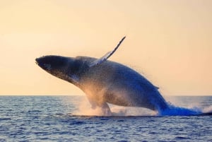 Oahu: Whale Watching Excursion from Ala Wai Harbor