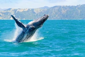 Oahu: Whale Watching Excursion from Ala Wai Harbor