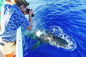 Oahu: Whale Watching Excursion from Ala Wai Harbor