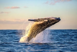 Oahu: Whale Watching Excursion from Ala Wai Harbor