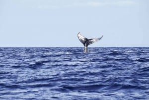 Oahu: Whale Watching Excursion from Ala Wai Harbor