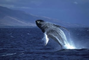 Oahu: Whale Watching Excursion from Ala Wai Harbor