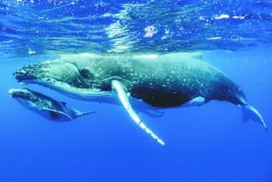 Oahu: Whale Watching Excursion from Ala Wai Harbor