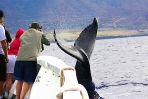 Oahu: Whale Watching Excursion from Ala Wai Harbor