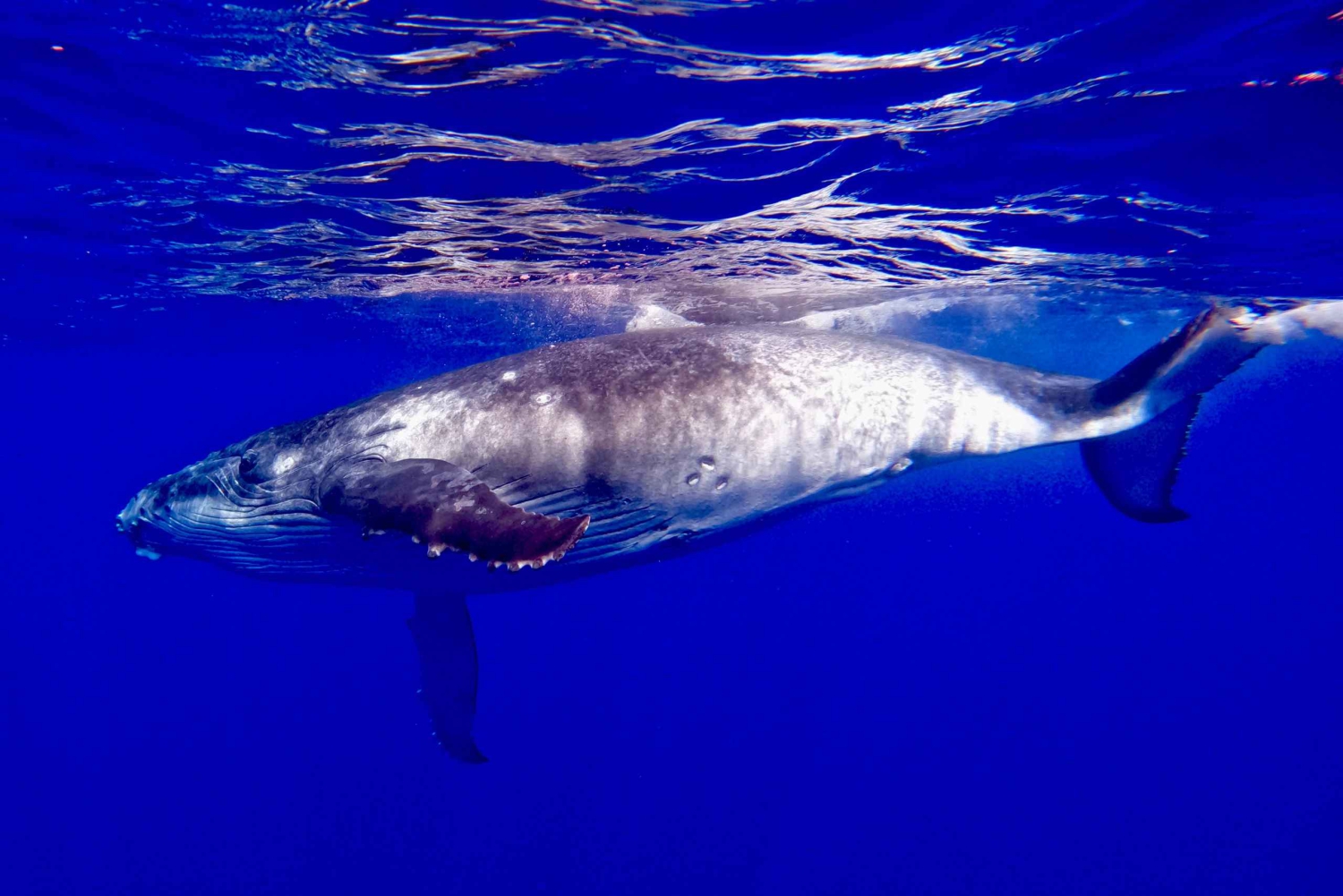 Oahu: Crociera per avvistare le balene al tramonto Balene Garantite