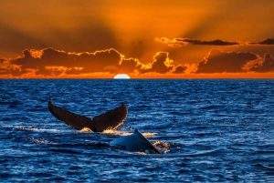 Oahu: Cruzeiro de observação de baleias ao pôr do sol Baleias garantidas