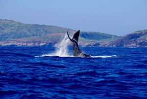 Oahu: Crociera per avvistare le balene al tramonto Balene Garantite