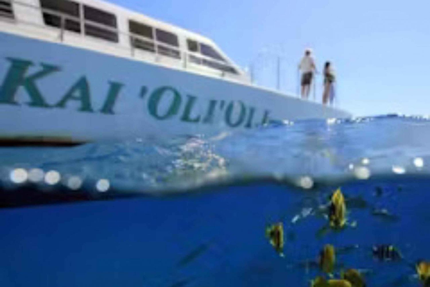 Oahu: Snorkelkryssning med valar och delfiner med hawaiiansk måltid