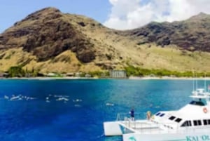 Oahu : Croisière de plongée avec masque et tuba pour les dauphins et baleines avec repas hawaïen