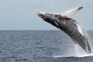 Oahu: Snorklekrydstogt med hvaler og delfiner med hawaiiansk måltid