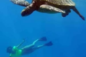 Oahu: Snorkelcruise med hvaler og delfiner med hawaiisk måltid