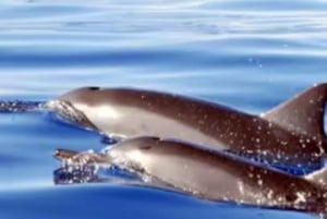 Oahu: Whales Dolphins Snorkeling Cruise with Hawaiian Meal