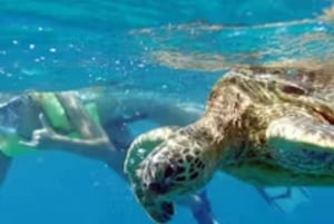 Oahu: Snorkelcruise met walvissen en dolfijnen en Hawaïaanse maaltijd
