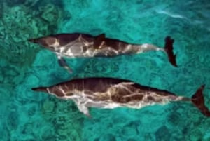 Oahu: Wale Delfine Schnorchelfahrt mit hawaiianischer Mahlzeit