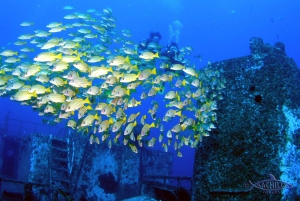 Oahu: Wreck & Reef Scuba Dive for Sertifioidut sukeltajat