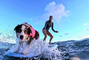 Oahu: A tua aula de surf privada em grupo em Waikiki