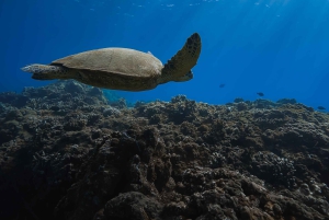 Offroad-kusttur 4x4-fordon med snorkel Foto + video