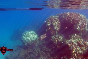 Olowalu: Guided Clear Kayak Tour - Unlimited