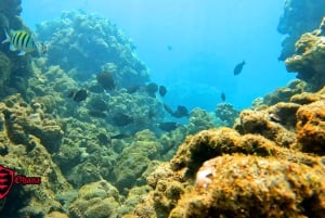 Olowalu: Guided Clear Kayak Tour - Unlimited