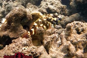 Olowalu: Guided Clear Kayak Tour - Unlimited