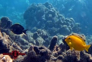 Olowalu: Guided Clear Kayak Tour - Unlimited