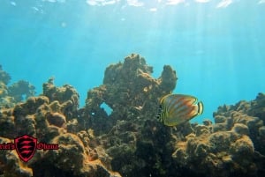 Olowalu: Guided Clear Kayak Tour - Unlimited