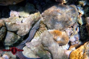 Olowalu: Guided Clear Kayak Tour - Unlimited