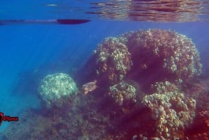 Olowalu : visite guidée sur les récifs en kayak transparent