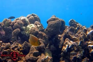 Olowalu: Visita guiada sobre recifes em caiaque transparente