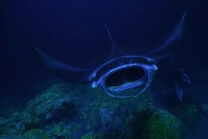 Kailua-Kona: Manta Night Dive & Snorkel Boat Trip & Snacks