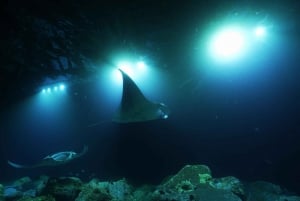 Kailua-Kona: Manta Night Dive & Snorkel Boat Trip & Snacks