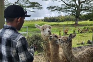 Pahoa: Ranch Tour with Animal Feedings and Interactions