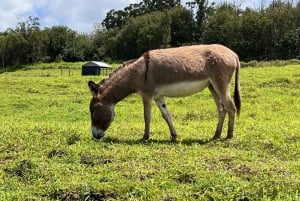 Pahoa: Ranch Tour with Animal Feedings and Interactions