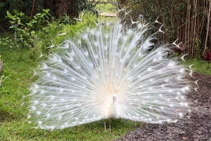 Pahoa: Ranch-tur med dyrefodring og interaktion