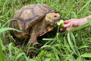 Pahoa: Ranch-tur med dyrefodring og interaktion