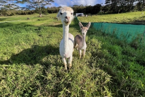 Pahoa: Ranch-tur med dyrefodring og interaktion