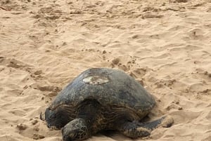 Pearl Harbor og naturskjønne Oahu Private Tour