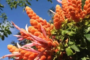 Princeville: Guidet tur til botanisk have og chokolade