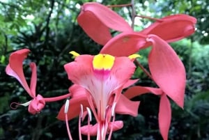 Princeville: Guidet tur til botanisk have og chokolade